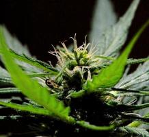 Detail von ein Marihuana Pflanze foto