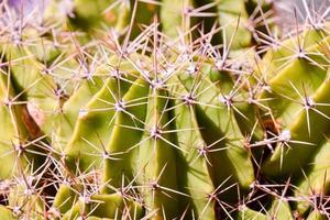 Nahaufnahme eines Kaktus foto