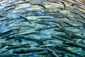 Fische in einem Aquarium foto