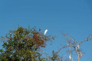 ein Weiß Reiher auf das oben von das Baum. foto