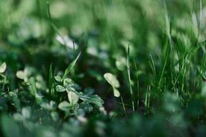 Grün Gras Botanik und Natur Landschaftsbau zum das Zuhause Bereich, Landschaftsbau und nehmen Pflege von Natur und das Umgebung foto