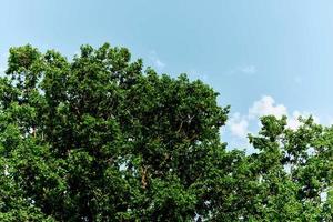 Frühling Grün Blätter auf ein Baum gegen ein Blau Himmel, foto