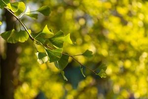 Ginko-Blätter und -Zweige mit Hintergrundbeleuchtung und unscharfem Hintergrund foto