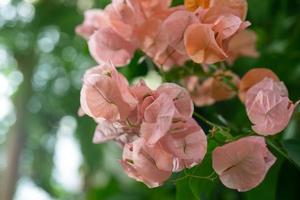 rosa Bougainvillea blüht mit einem unscharfen grünen Hintergrund foto