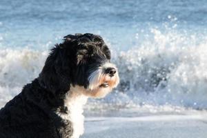 Hund Porträt beim das Ozean foto