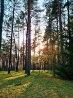 sonnenstrahlen, die im wald scheinen. Silhouetten von Bäumen und Schatten. Sonnenuntergang zwischen hohen Kiefern. natürliche Landschaft. foto