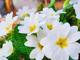 weiße Primel-Nahaufnahme. erste Frühlingsblumen im Wald. foto