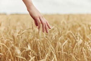berühren golden Weizen Feld Ährchen von Weizen Ernte organisch Herbst Jahreszeit Konzept foto