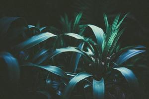 tropisch Blatt Wald glühen im das dunkel Hintergrund mit Kopieren Raum. hoch Kontrast Konzept foto