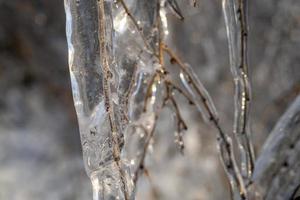 Nahaufnahme von Eiszapfen auf nackten Ästen foto