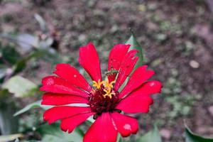 Bild von zinia anmutig mit Blumen von Licht Rosa Farbe wachsend im das Hof von das Haus foto