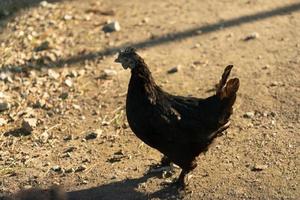 hintergrundbeleuchtetes Huhn auf Dreck foto