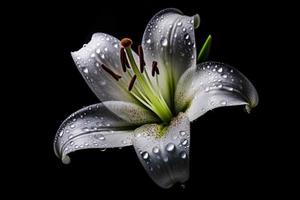 Lilie Blume Wasser Tropfen. generieren ai foto