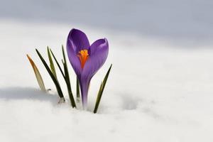 Krokus Frühling Schnee Blume. generieren ai foto