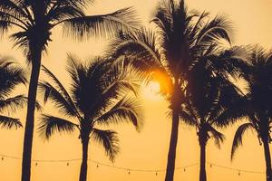 Palmen bei Sonnenuntergang foto