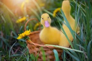 zwei Gelb Entenküken auf ein Hintergrund von Grün Gras. foto