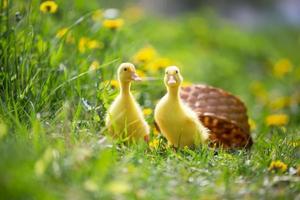 zwei Gelb Entenküken auf ein Hintergrund von Grün Gras. foto