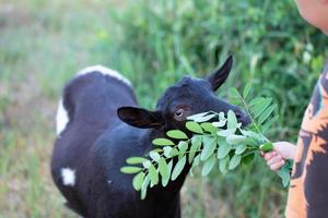 Hände von das Kind Futter das Ziege mit Gras. Haustier Pflege. foto