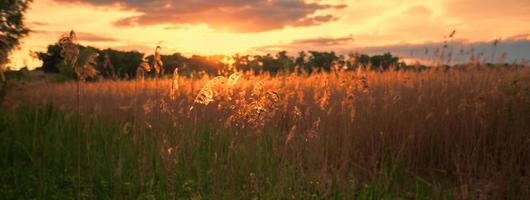 schön Landschaft. Panorama Sonnenuntergang auf ein Sommer- Wiese. Abend Natur. foto