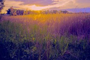 schön Landschaft. Panorama Fantastisch Sonnenuntergang auf ein Sommer- Wiese im lila-gelb Töne. Abend Natur. foto