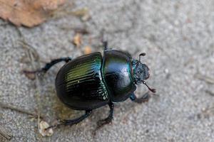 ein schwarz Käfer kriecht entlang das Straße. foto