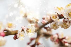 Frühling blühen Ast von Apfel Baum. Hintergrund Frühling. foto