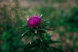 lila Distel Blume im Nahansicht gegen ein Grün Wiese auf ein sonnig Frühling Tag foto