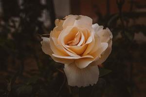 zart Frühling Blume Rose Nahansicht im ein sonnig Garten foto