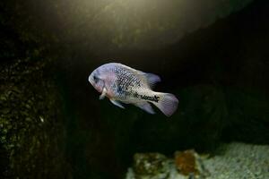 wenig Fisch Tier Schwimmen im das Aquarium von das Zoo von Saragossa im Spanien auf ein dunkel Hintergrund foto