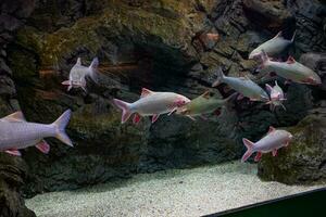 wenig Fisch Tier Schwimmen im das Aquarium von das Zoo von Saragossa im Spanien auf ein dunkel Hintergrund foto