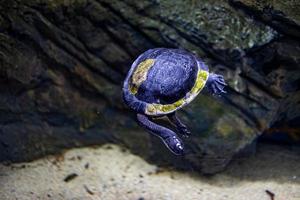 Tier Reptil Schildkröte Schwimmen im ein Zoo Aquarium im Nahansicht foto