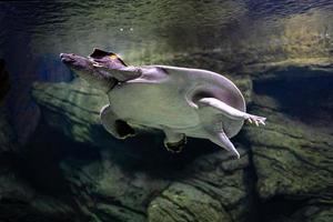 Tier Reptil Schildkröte Schwimmen im ein Zoo Aquarium im Nahansicht foto