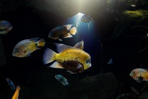 wenig Fisch Tier Schwimmen im das Aquarium von das Zoo von Saragossa im Spanien auf ein dunkel Hintergrund foto