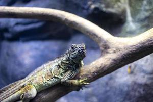 Porträt von ein Reptil Eidechse Sitzung auf ein Baum Ast foto