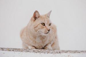 Erwachsene Katze auf ein Licht Hintergrund von ein Backstein Haus draußen foto