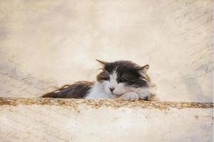 Erwachsene Katze auf ein Licht Hintergrund von ein Backstein Haus draußen foto