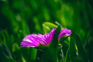 Frühling zart lila Blume Eis Pflanze unter Grün Blätter Nahansicht Bildung das Hintergrund foto