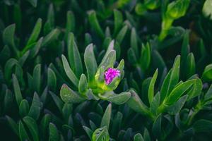 Frühling zart lila Blume Eis Pflanze unter Grün Blätter Nahansicht Bildung das Hintergrund foto