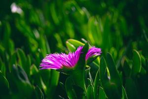 Frühling zart lila Blume Eis Pflanze unter Grün Blätter Nahansicht Bildung das Hintergrund foto