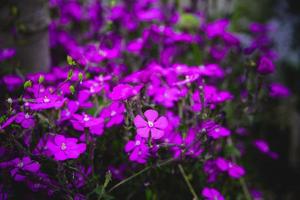 Frühling zart lila Blume unter Grün Blätter Nahansicht Bildung das Hintergrund foto