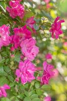 ein Kaskade von beschwingt Rosen wachsend auf ein Gitter. foto