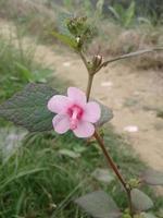 Wald Blumen sind Blühen auf das Seite von das Straße foto