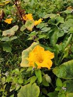 Gelb Kürbis Blume im Natur botanisch Garten foto
