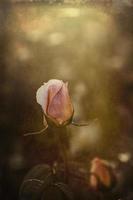 zart Frühling Blume Rose Nahansicht im ein sonnig Garten foto