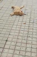 Ingwer Katze faulenzen auf das Beton Pflaster auf ein warm Nachmittag foto