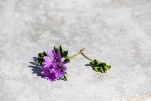 wenig lila Blume Nahansicht Original industriell Hintergrund foto