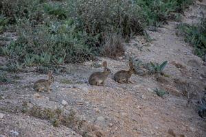 wenig wild grau Hase im natürlich Lebensraum im Spanien foto