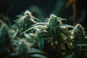 Blühen Knospen Cannabis Pflanze im wachsen Zimmer , drinnen Gras Landwirtschaft Bauernhof zum Medizin nutzt.generativ ai foto