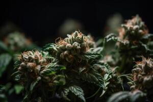 Blühen Grün Marihuana Knospen im wachsen Zimmer, drinnen Anbau Gras Landwirtschaft Bauernhof zum Medizin nutzt.generativ ai foto