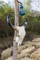 Schädelbüffel auf Baum foto